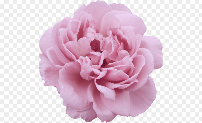 Garden Roses Centifolia Flower Parfumerie PNG