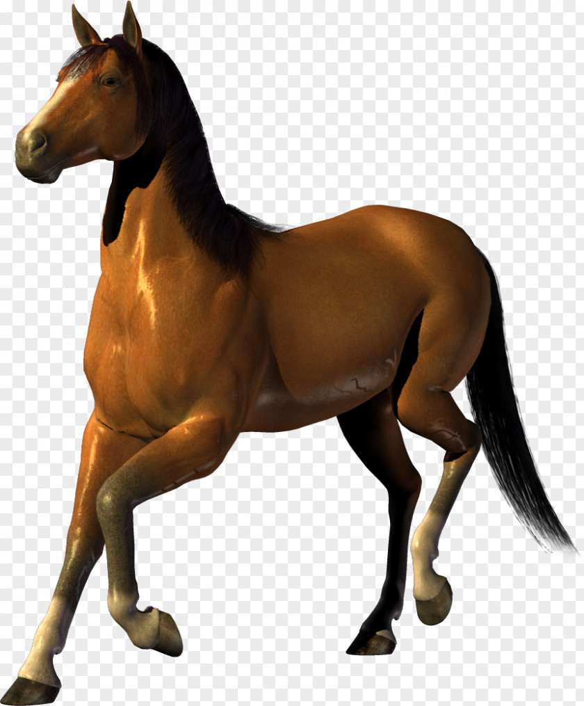 Horse Image, Free Download Picture, Transparent Background Clip Art PNG