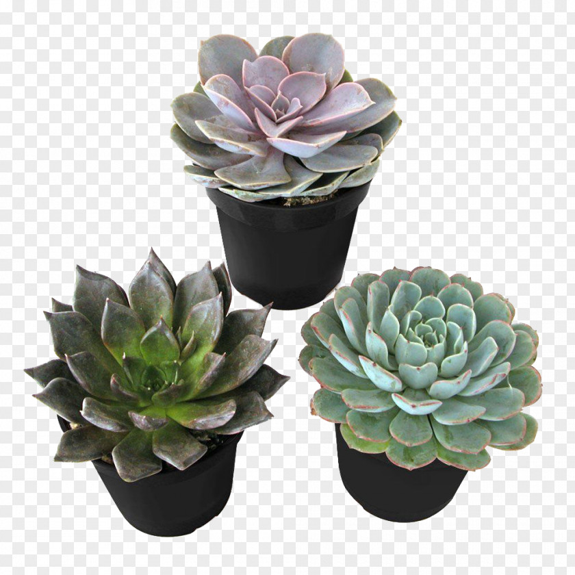 Plant Succulent Echeveria Agavoides Houseplant Elegans Cactaceae PNG