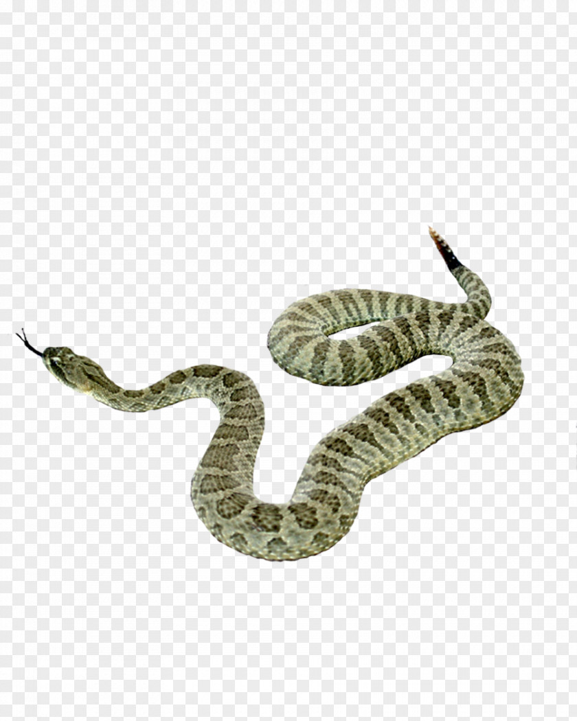 Snake Clip Art PNG