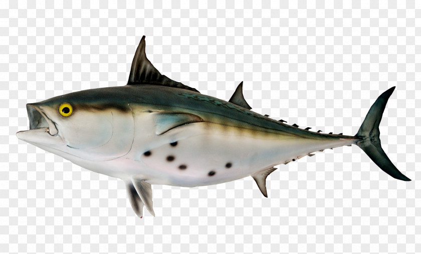 Bonito Fish Thunnus PNG