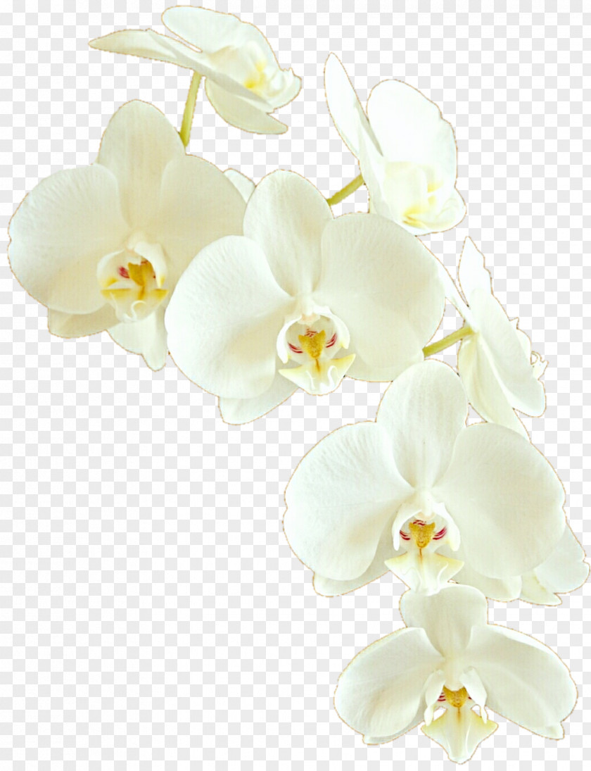 Orchids Moth Cut Flowers PNG