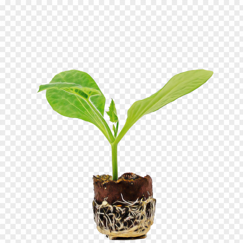Plant Stem Arum Family Flower Flowerpot Leaf Houseplant PNG