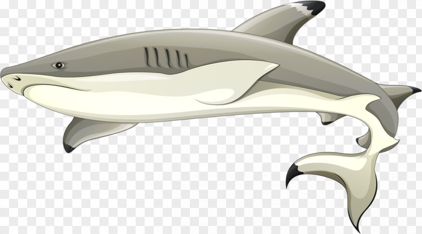 Sharks Blacktip Shark Reef Carcharhinus Amblyrhynchos PNG