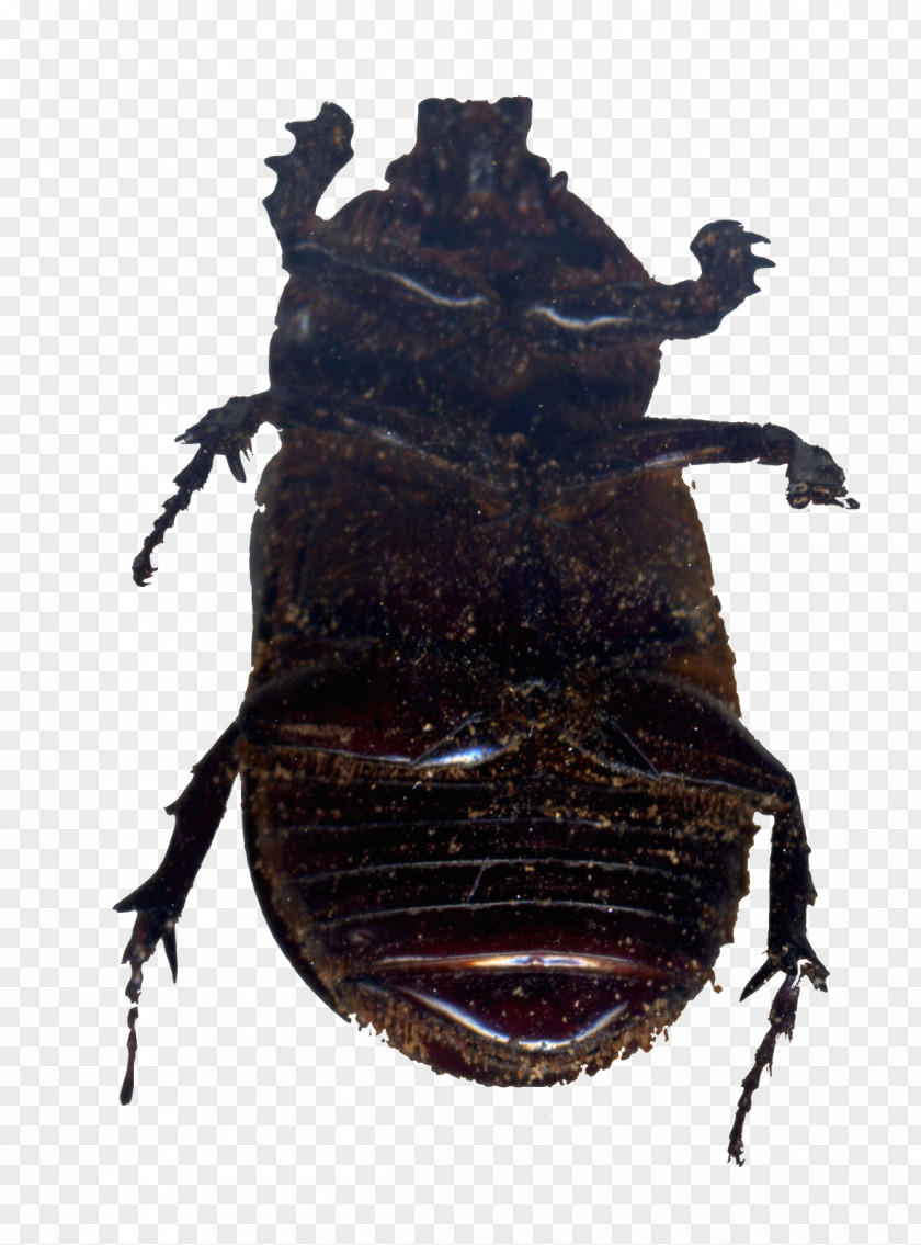 Beetle Japanese Rhinoceros Dung Weevil Beetles PNG