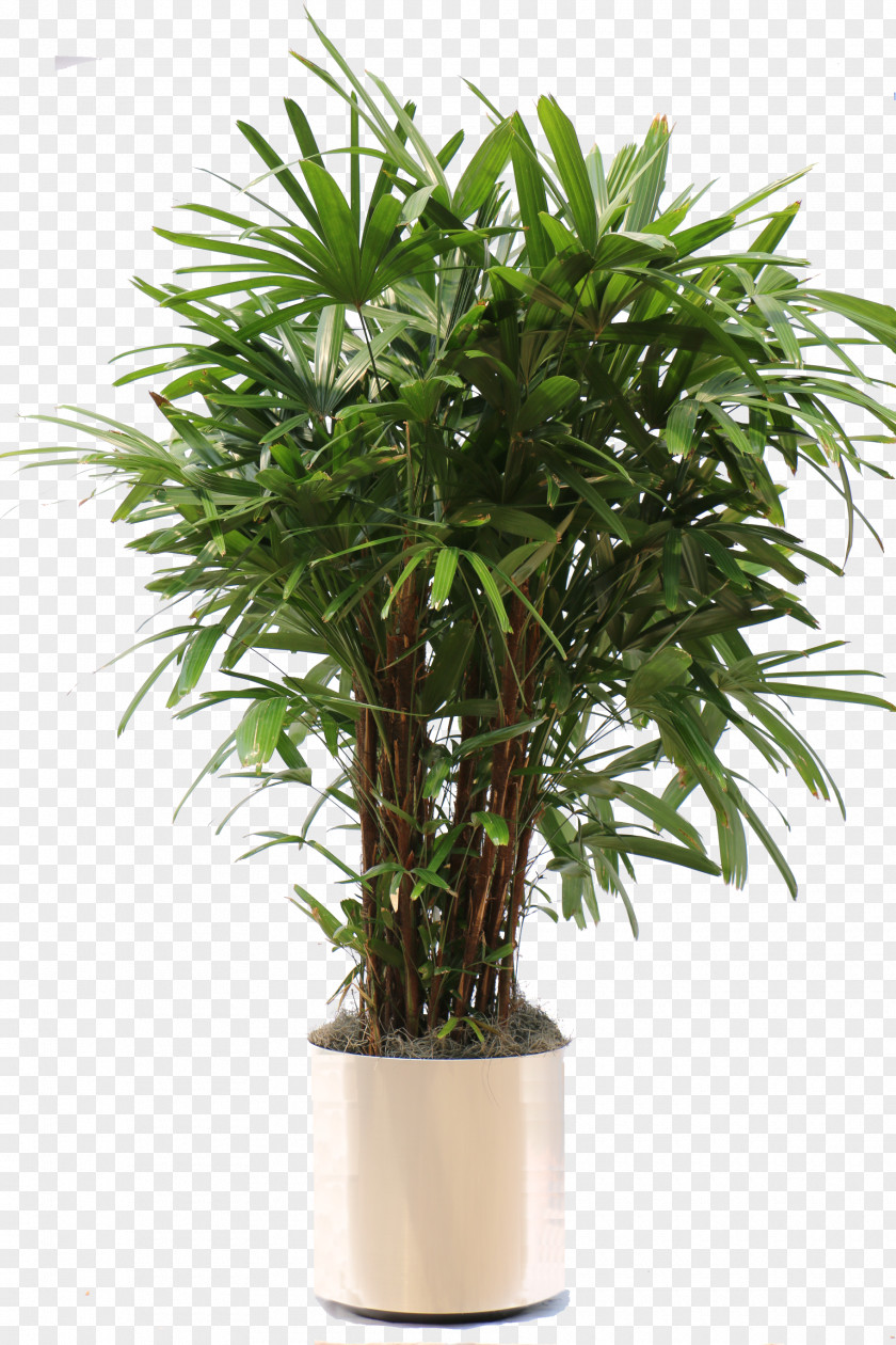 Potted Plant Rhapis Excelsa Arecaceae Houseplant Areca Palm PNG
