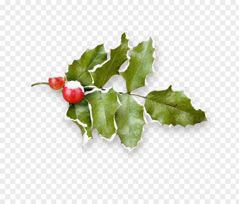 Snow Pomegranate Fruit Branch Common Holly Christmas PNG