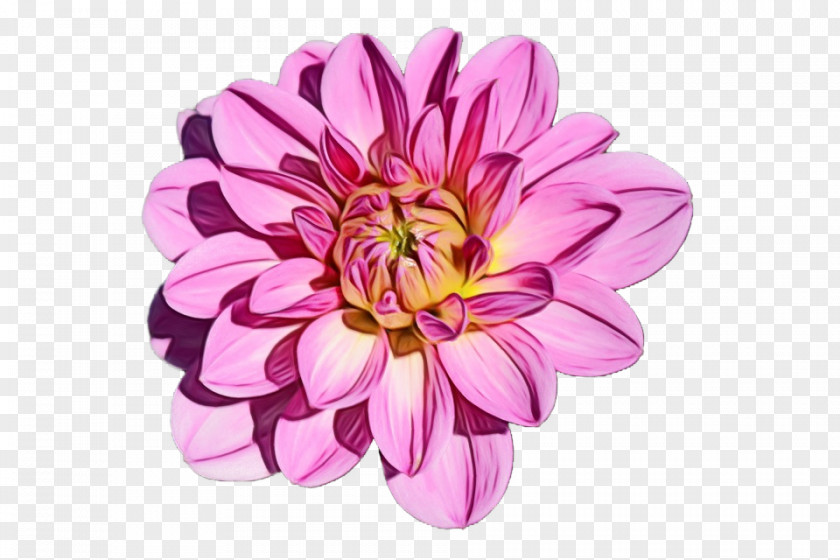Wildflower Aster Watercolor Pink Flowers PNG