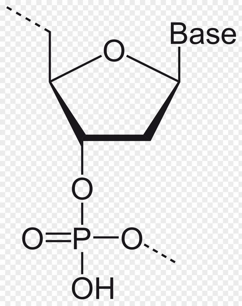 2,3-Bisphosphoglyceric Acid Ribose RNA Phosphorous 1,3-Bisphosphoglyceric PNG