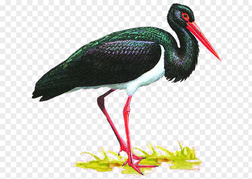 Bird White Stork Animaatio Black Crane PNG