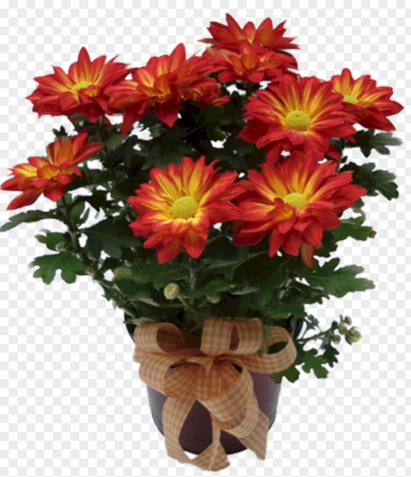 Chrysanthemum Cut Flowers Plant Transvaal Daisy PNG