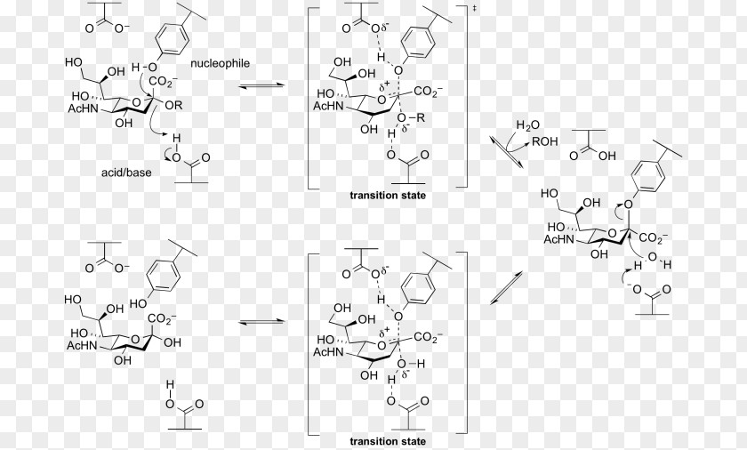 Experiments Sialidase Neuraminidase Hydrolysis Beta-galactosidase Cellulase PNG