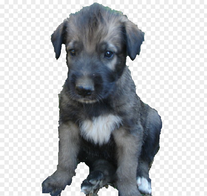 Irish Wolfhound Miniature Schnauzer Standard Schnoodle Puppy PNG