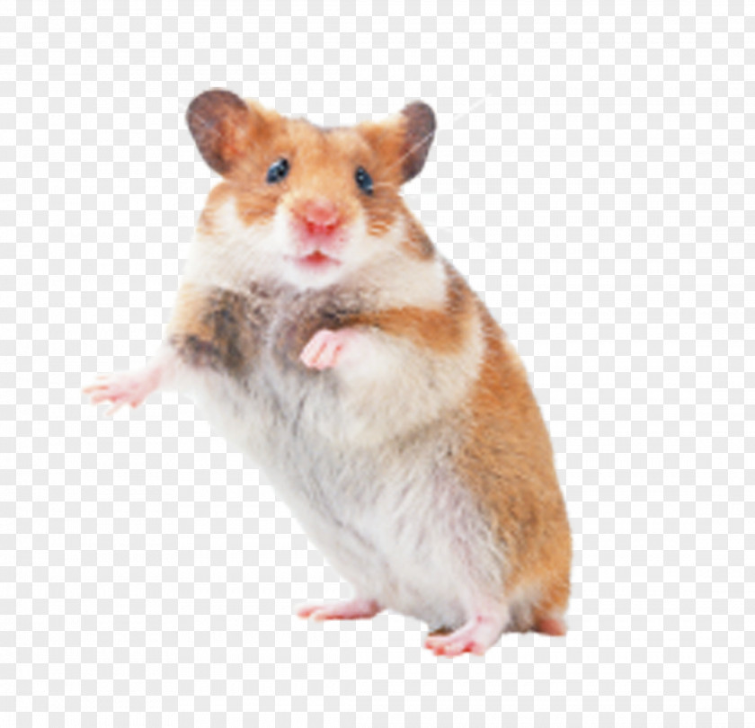 Pet Rat Hamster Mouse Rodent PNG