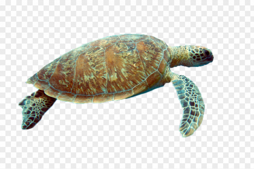 Turtle Box Reptile Sea Tortoise PNG