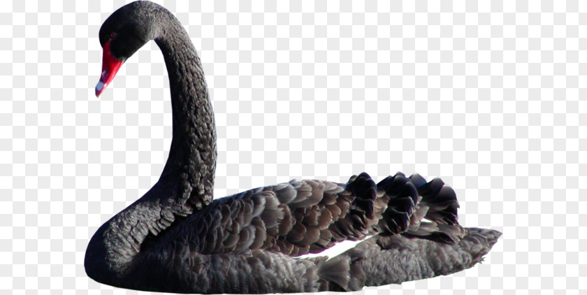 Bird Black Swan Goose Именинница Domestic Pigeon PNG