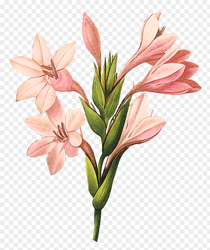 Decorative Beautiful Bouquet Of Pink Gladiolus Printmaking Botanical Illustration Printing Art PNG