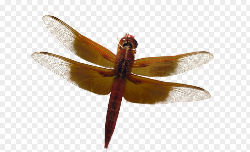 Dragonfly Adobe Fireworks PaintShop Pro Tutorial PNG