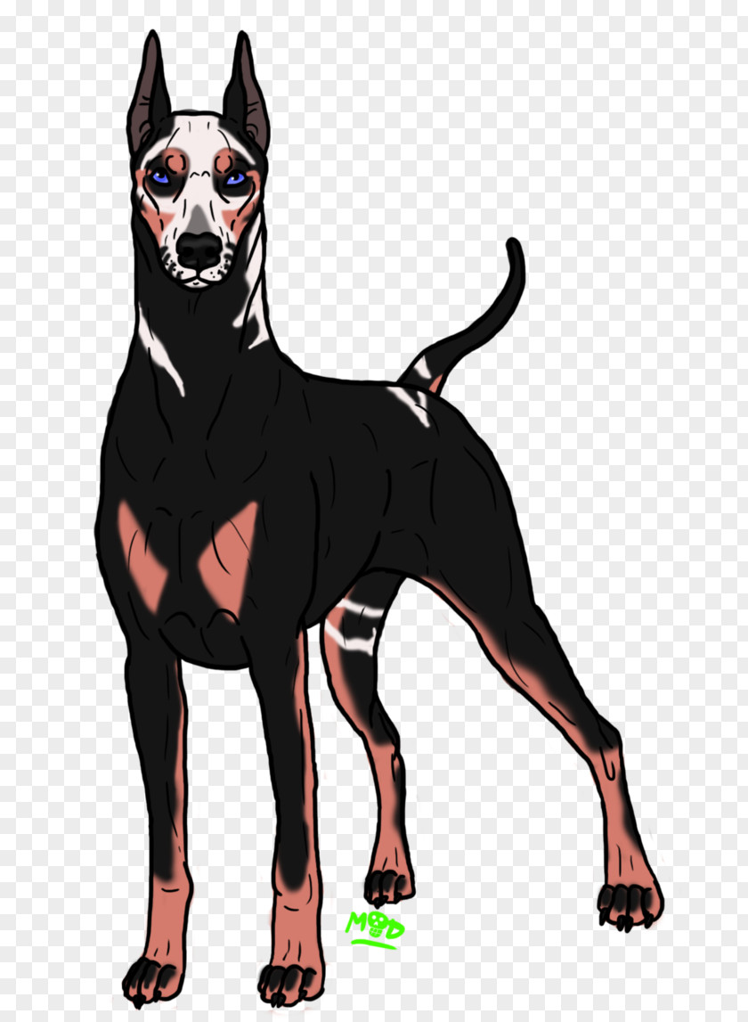 Grah Dobermann Manchester Terrier Dog Breed Pinscher Guard PNG