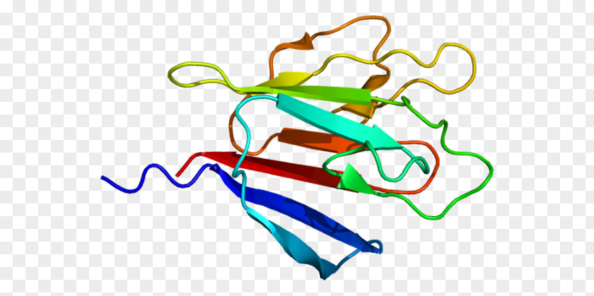 H Antigen Ki-67 Protein Interphase Cell PNG
