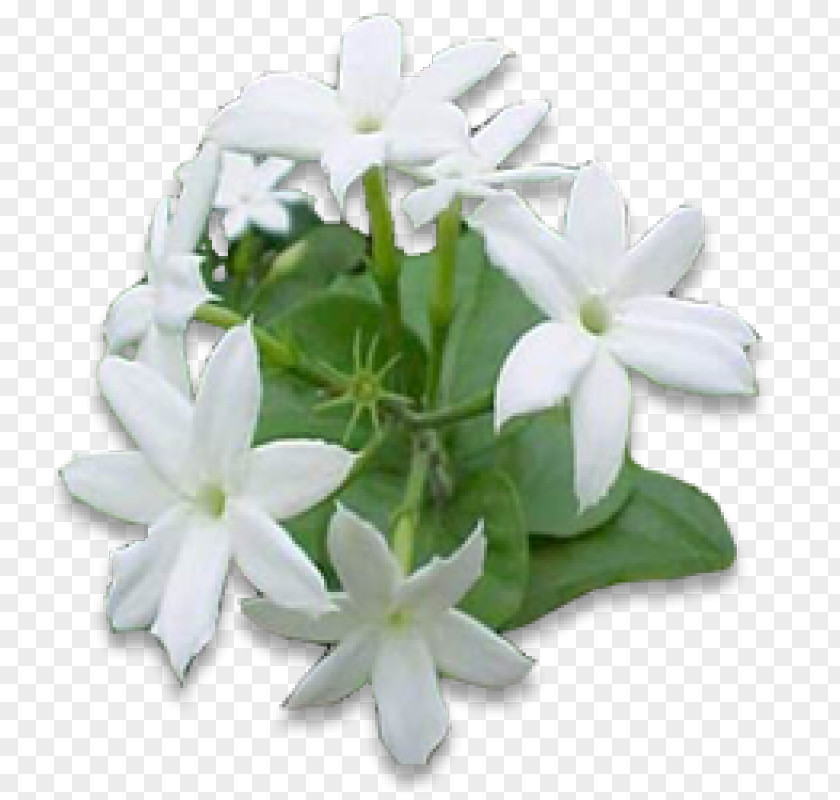 Jasmin Flower Arabian Jasmine Night-blooming Vine Plant PNG