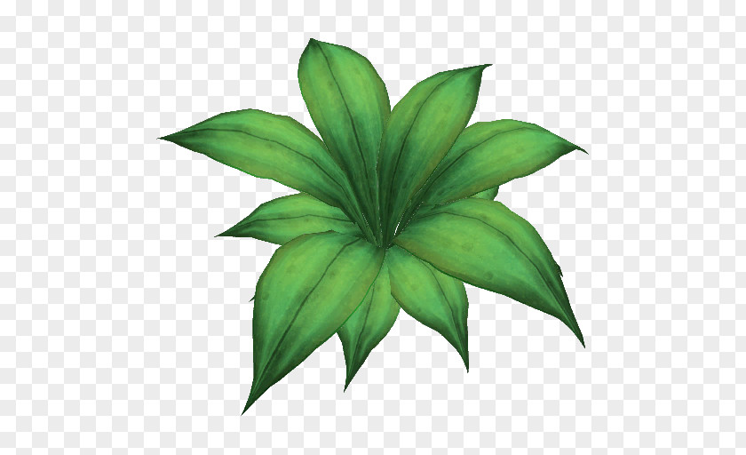 Leaf Shrubland Plant Stem PNG