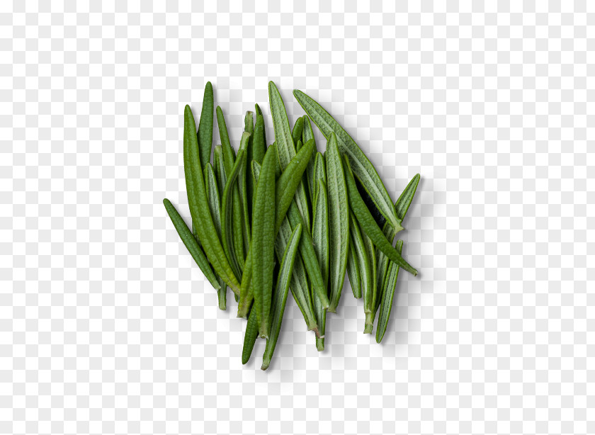 Rosemary Herb Green Bean Extract PNG