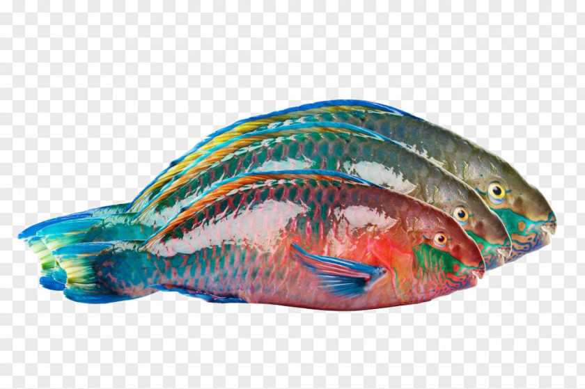 Three Parrotfish Definition Picture Photography PNG