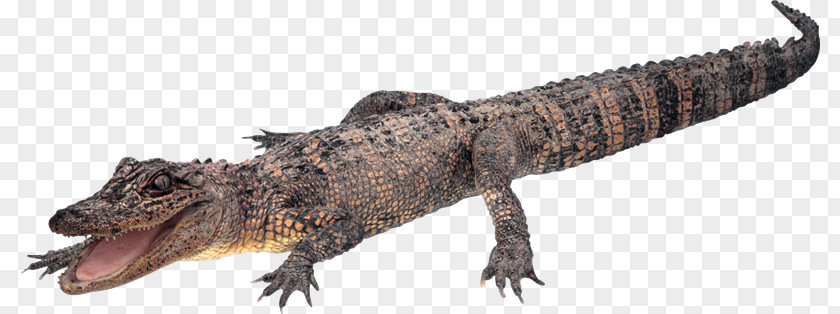 Alligator Crocodile PNG