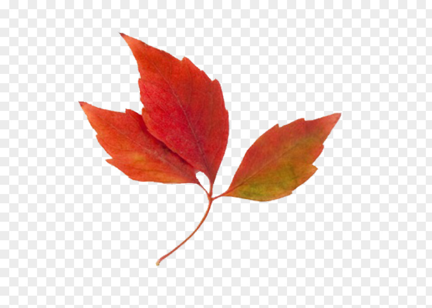 Autumn Leaf Clipart Color Clip Art PNG