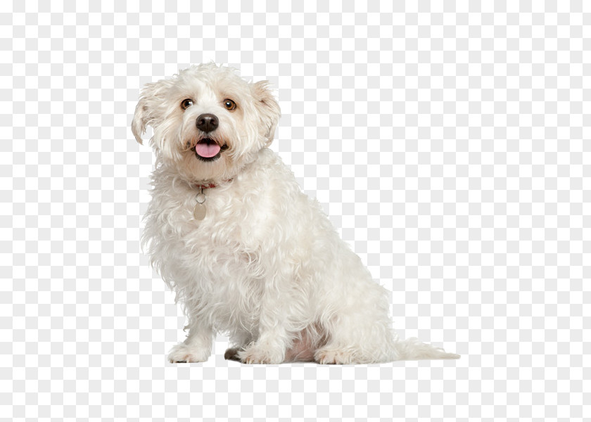 Creative Pet Dogs Maltese Dog Poodle Pug Shih Tzu Bichon Frise PNG
