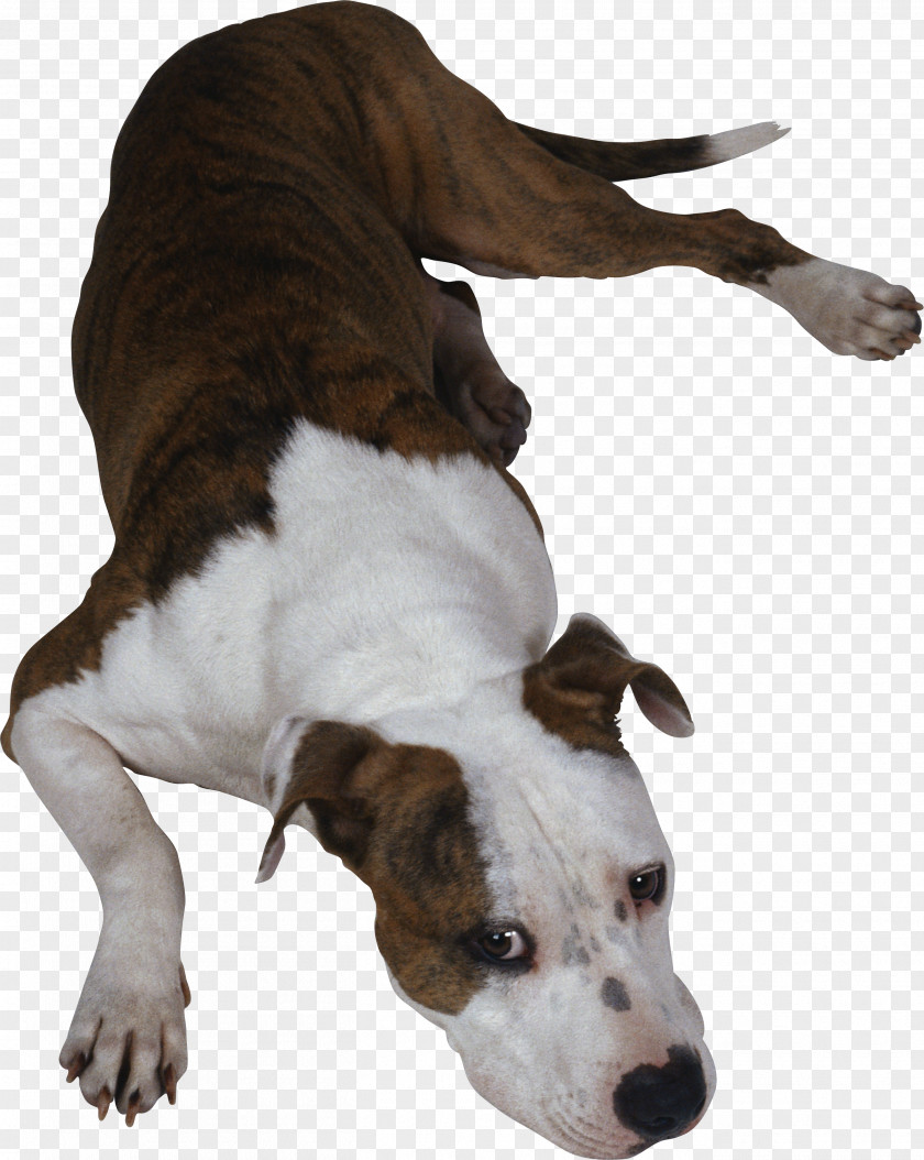 Dog Breed Hot Collar PNG