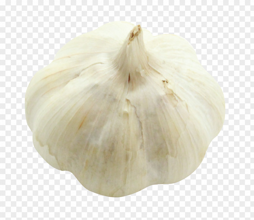 Garlic Elephant PNG