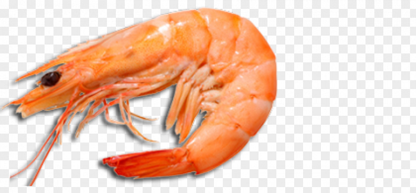 Giant Tiger Prawn Shrimp Freshwater Lobster PNG tiger prawn freshwater Lobster, cooked shrimp clipart PNG