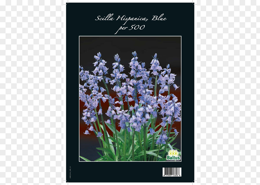 Violet English Lavender Flora Hyacinth Spanish Bluebell PNG