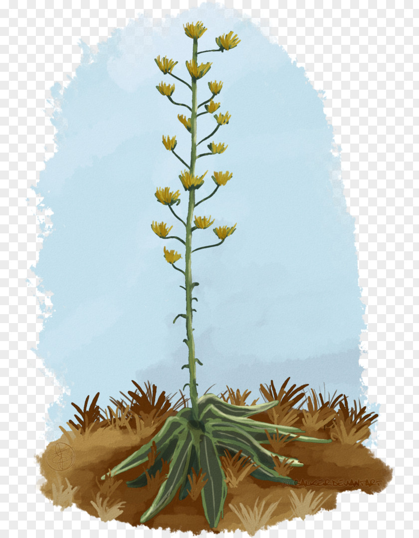 Agave Plant Stem Pine INAV DBX MSCI AC WORLD SF Flower PNG