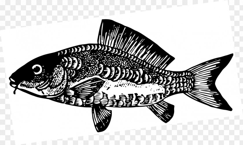 Carp Fish Black And White Clip Art PNG
