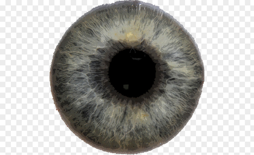 Eye Iris Pupil Color PNG