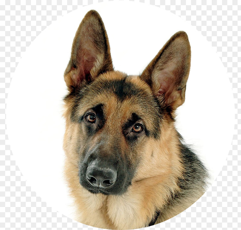 Puppy Old German Shepherd Dog Guard PNG