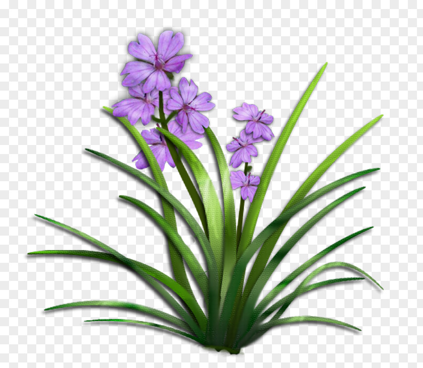 Purple Flowers Flower Plant Shrub Clip Art PNG