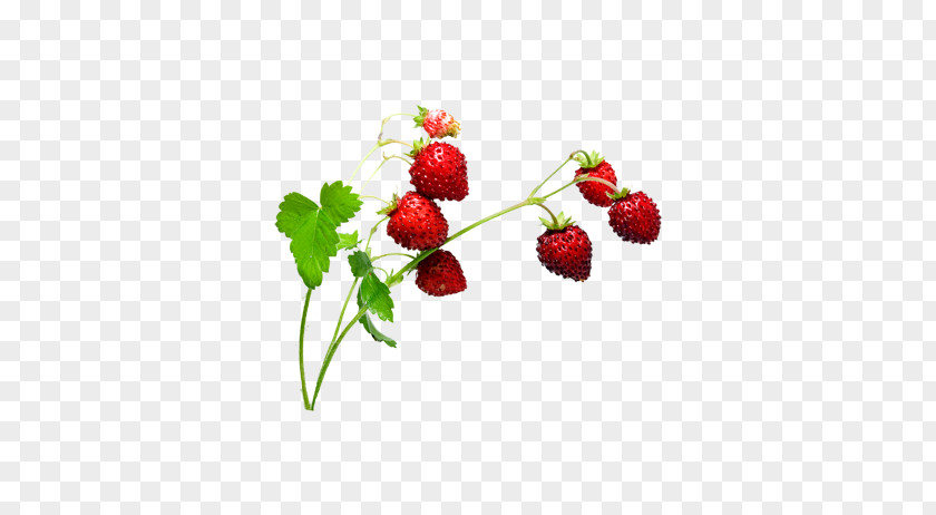 Strawberry Creative Musk Aedmaasikas PNG