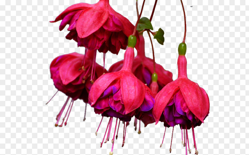 Cut Flowers Pink M Plant Stem Petal RTV PNG