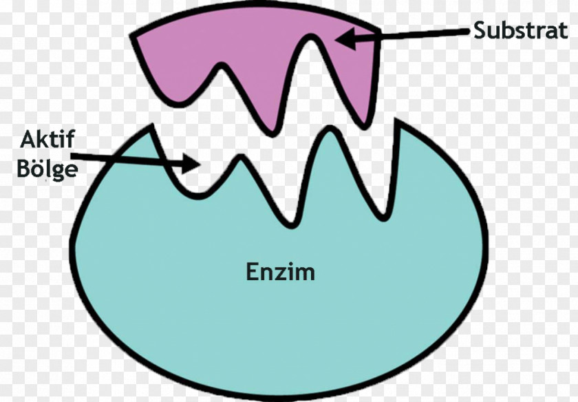 Enzyme Substrate Catalysis Active Site Chemical Reaction PNG