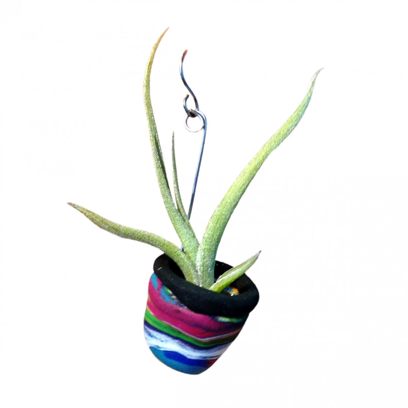 Few Aloe Flowerpot Houseplant Root PNG