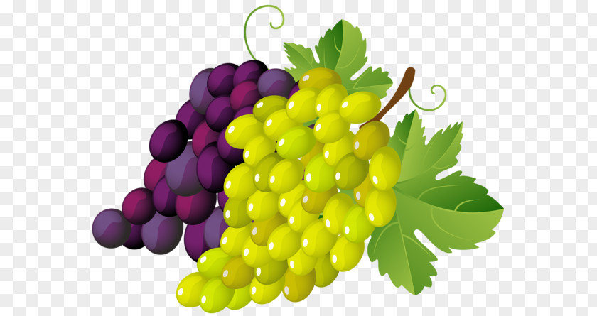 Grape Cliparts Common Vine Wine Leaves Clip Art PNG
