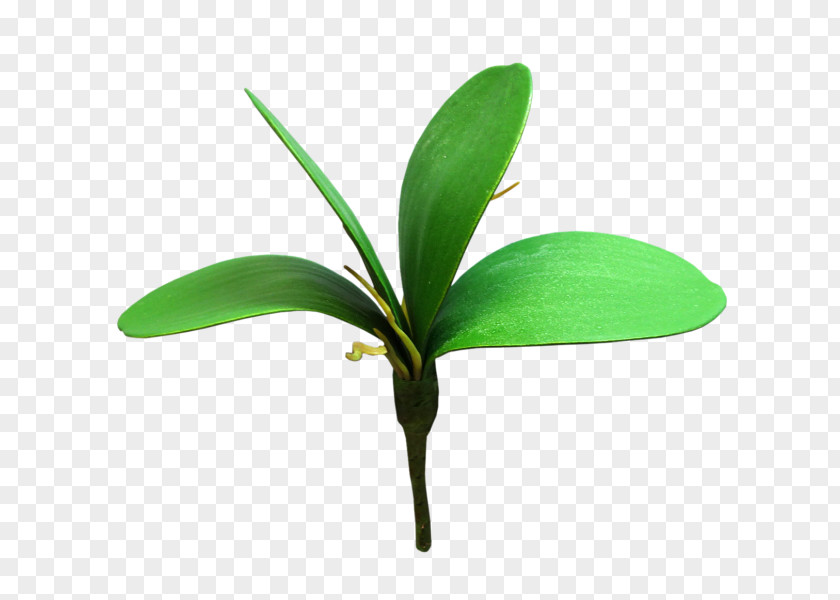 Leaf Plant Stem Artificial Flower Orchids PNG