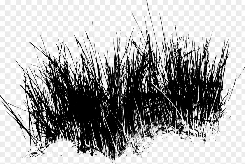 M Grasses Branching Black & White PNG