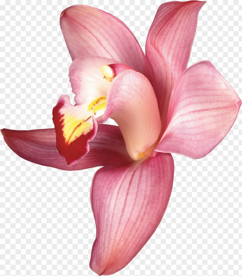 Orchid Orchids Clip Art PNG