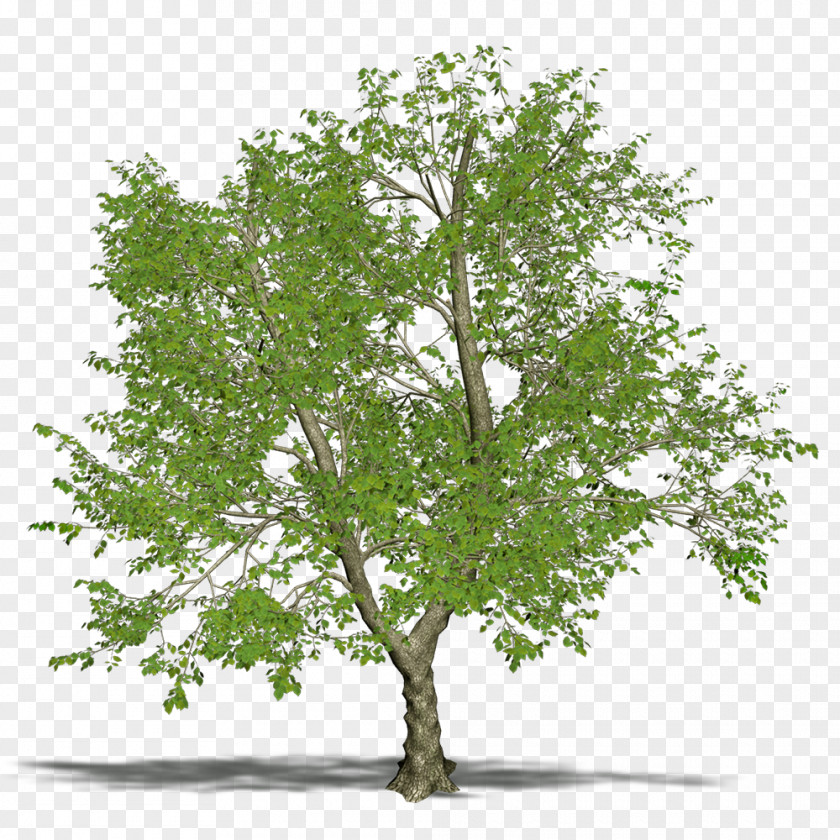 Tree Branch Green Ash PNG