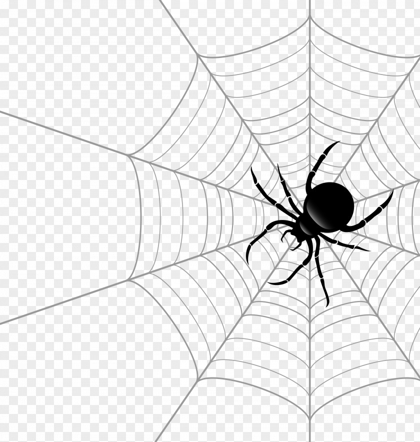 Vector Spider Web Theridiidae Euclidean PNG